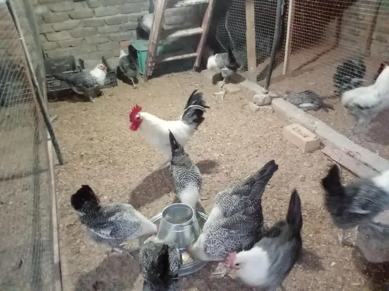 Fresh Fertile Eggs For Hatching - Westridge Rawalpindi - 75 Rs — photo 2