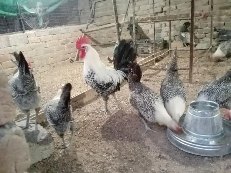 Fresh Fertile Eggs For Hatching - Westridge Rawalpindi - 75 Rs — photo 3