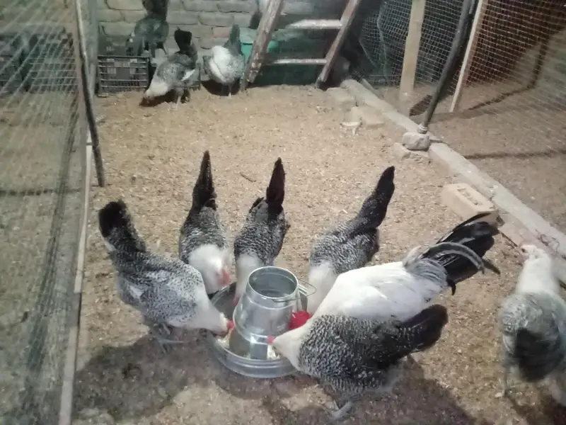 Fresh Fertile Eggs For Hatching - Westridge Rawalpindi - 75 Rs — photo 4