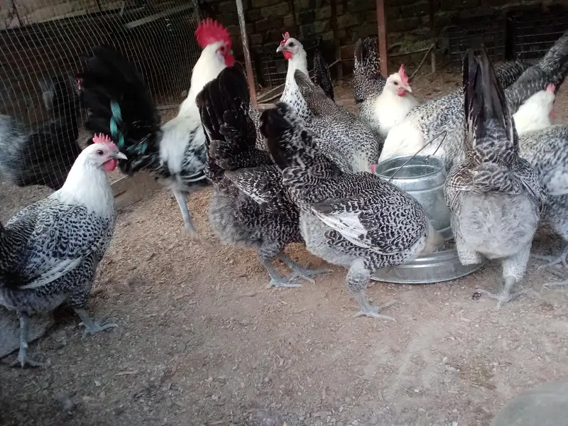 Fresh Fertile Eggs For Hatching - Westridge Rawalpindi - 75 Rs — photo 5