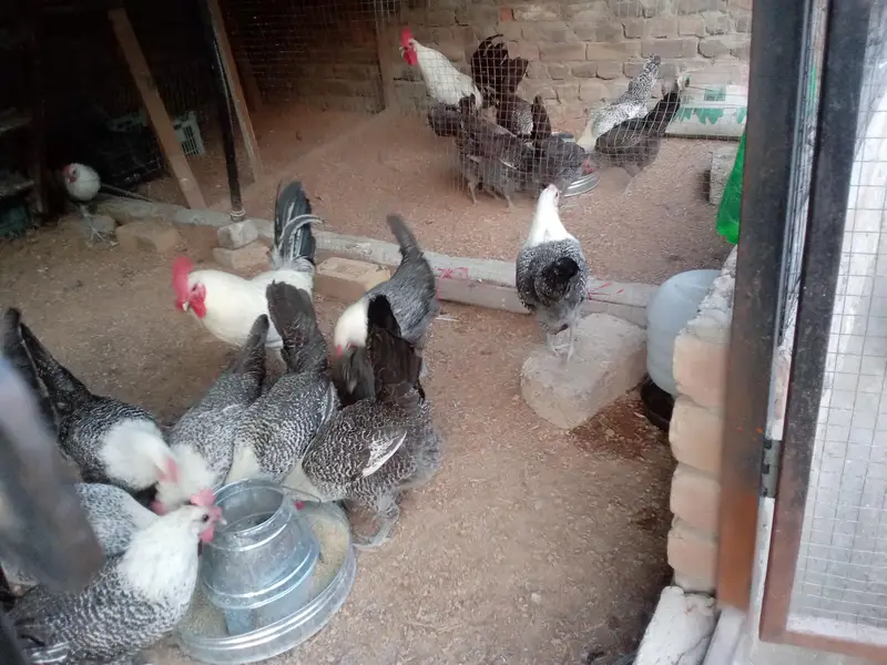 Fresh Fertile Eggs For Hatching - Westridge Rawalpindi - 75 Rs — photo 6