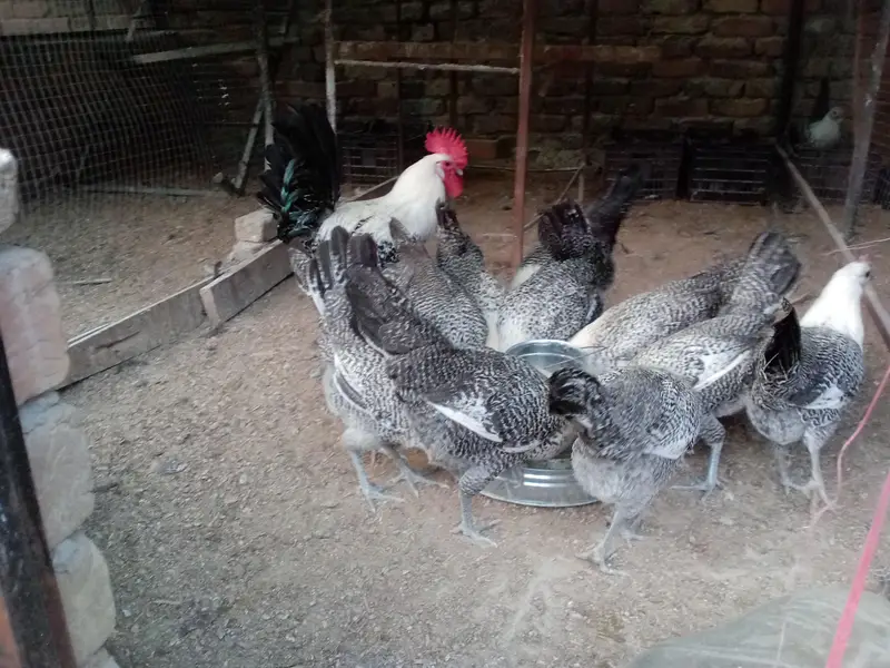 Fresh Fertile Eggs For Hatching - Westridge Rawalpindi - 75 Rs — photo 7