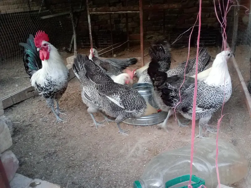 Fresh Fertile Eggs For Hatching - Westridge Rawalpindi - 75 Rs — photo 8