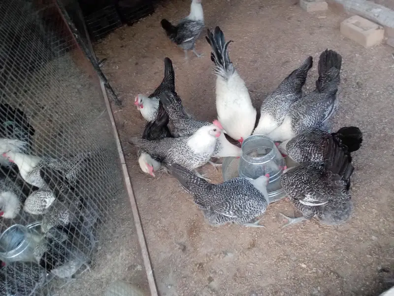 Fresh Fertile Eggs For Hatching - Westridge Rawalpindi - 75 Rs — photo 9