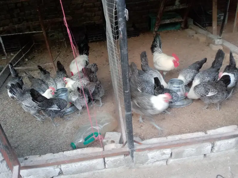 Fresh Fertile Eggs For Hatching - Westridge Rawalpindi - 75 Rs — photo 10