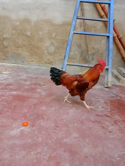 murga