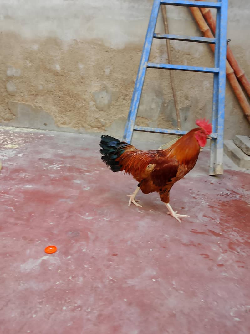 murga 0
