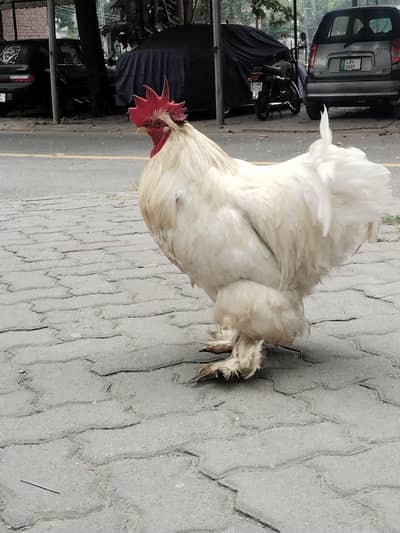 White buff pure breeder