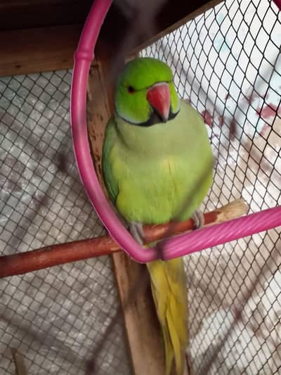 taking parrot for sale