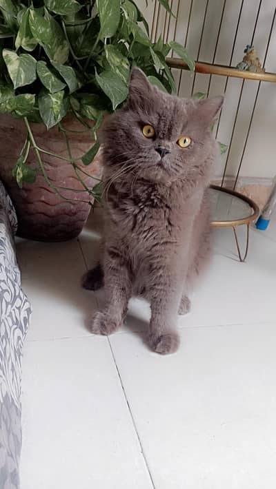 grey Persian semi punch cat male vaccinated 2 year old