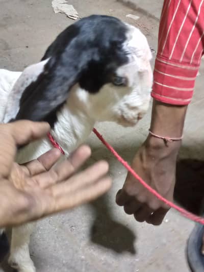 bakri ka bacha