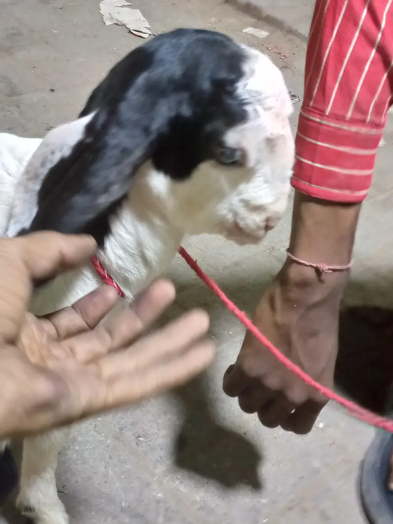 bakri ka bacha
