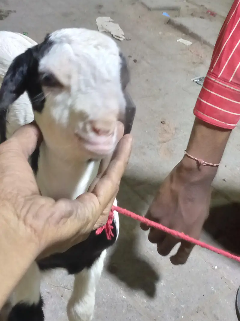 bakri ka bacha — photo 2