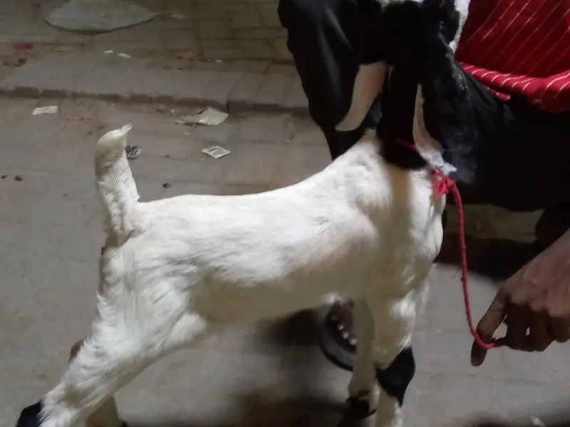 bakri ka bacha — photo 3