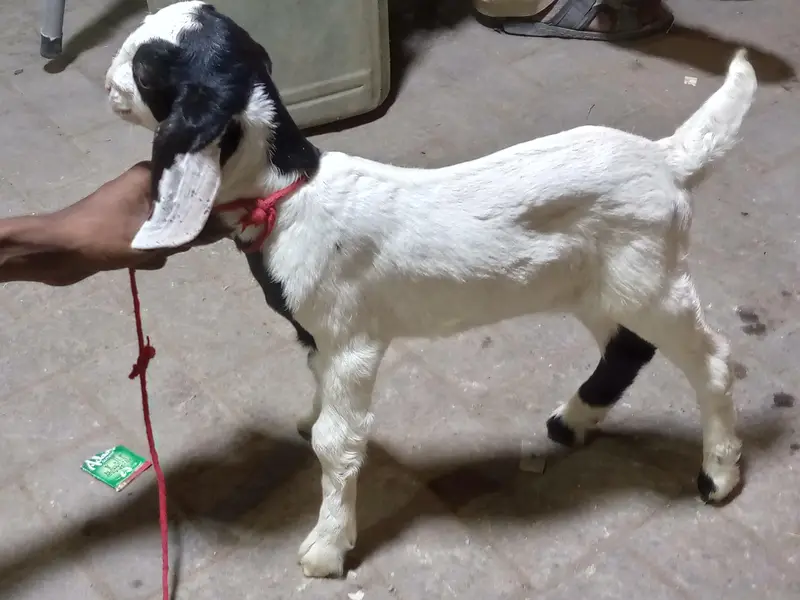 bakri ka bacha — photo 4