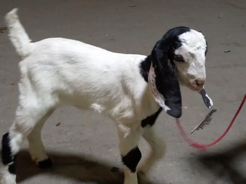 bakri ka bacha — photo 5