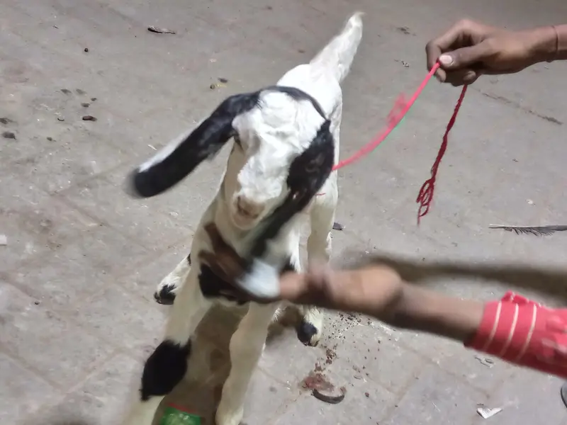 bakri ka bacha — photo 6