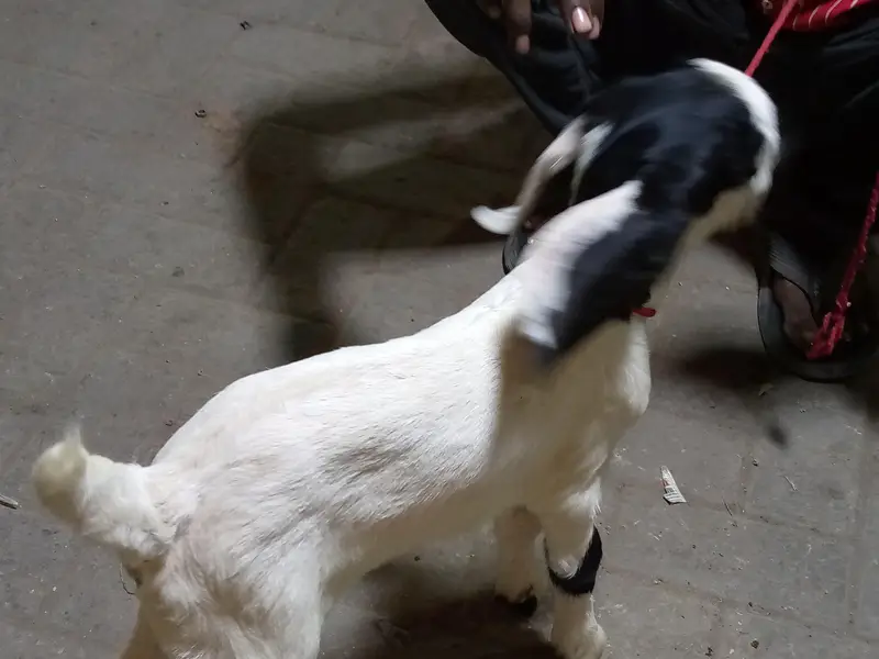 bakri ka bacha — photo 7