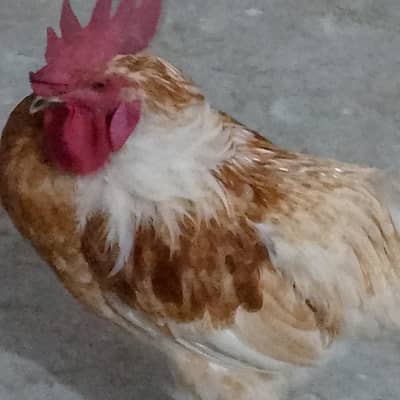 Desi gilden misri