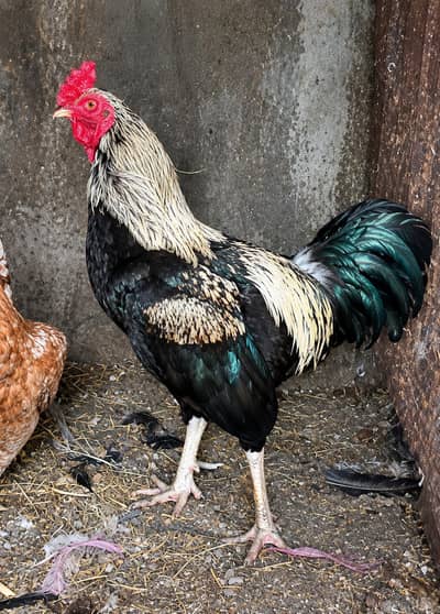 Desi murge/murgi for sale  | Number:- 03004441066