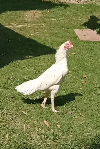 white heera