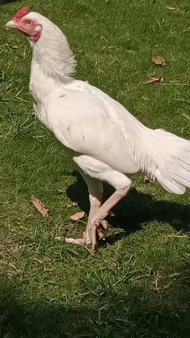 white heera 1