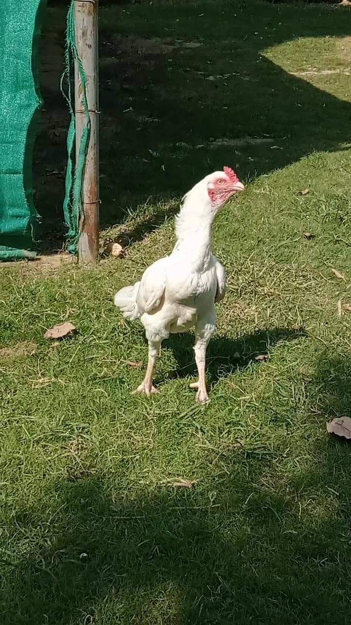 white heera 2