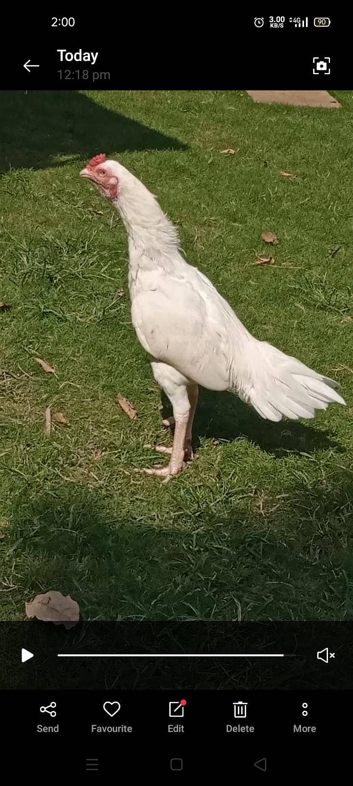 white heera 3