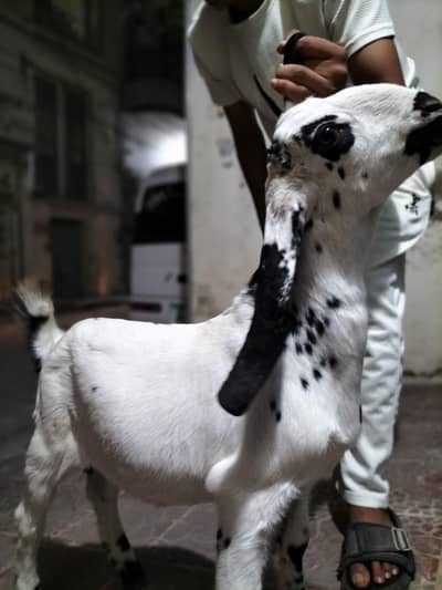 Bakra for sale
