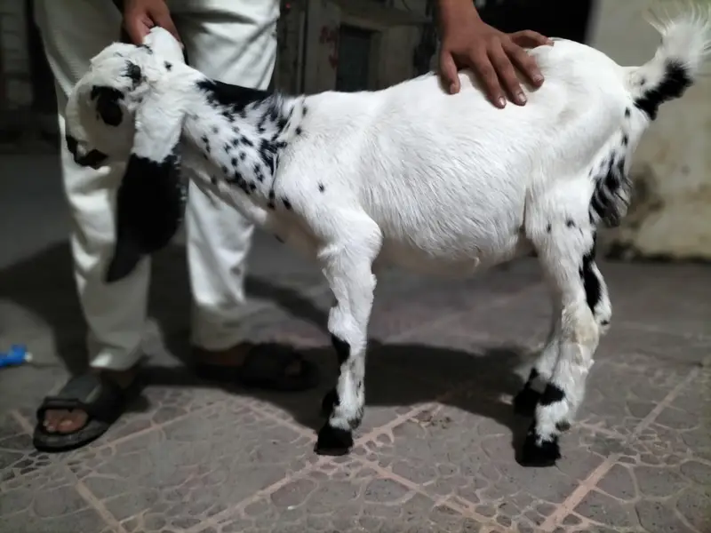 Bakra for sale — photo 3