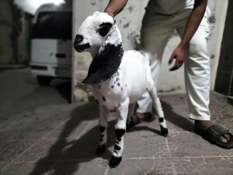 Bakra for sale — photo 4
