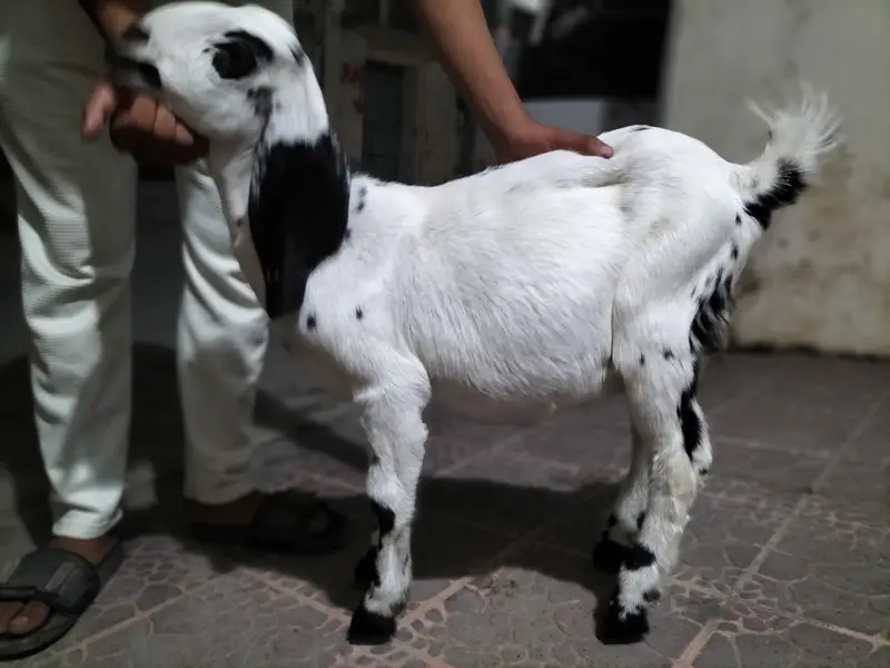 Bakra for sale — photo 6