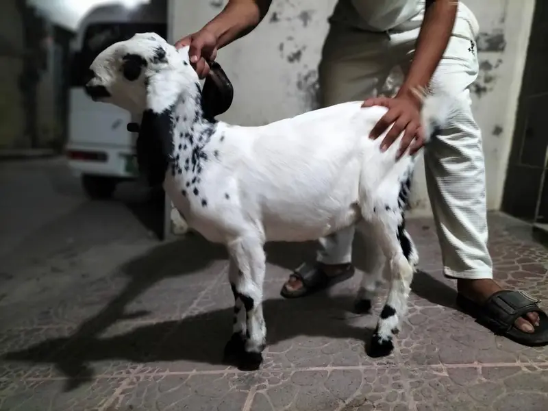 Bakra for sale — photo 7