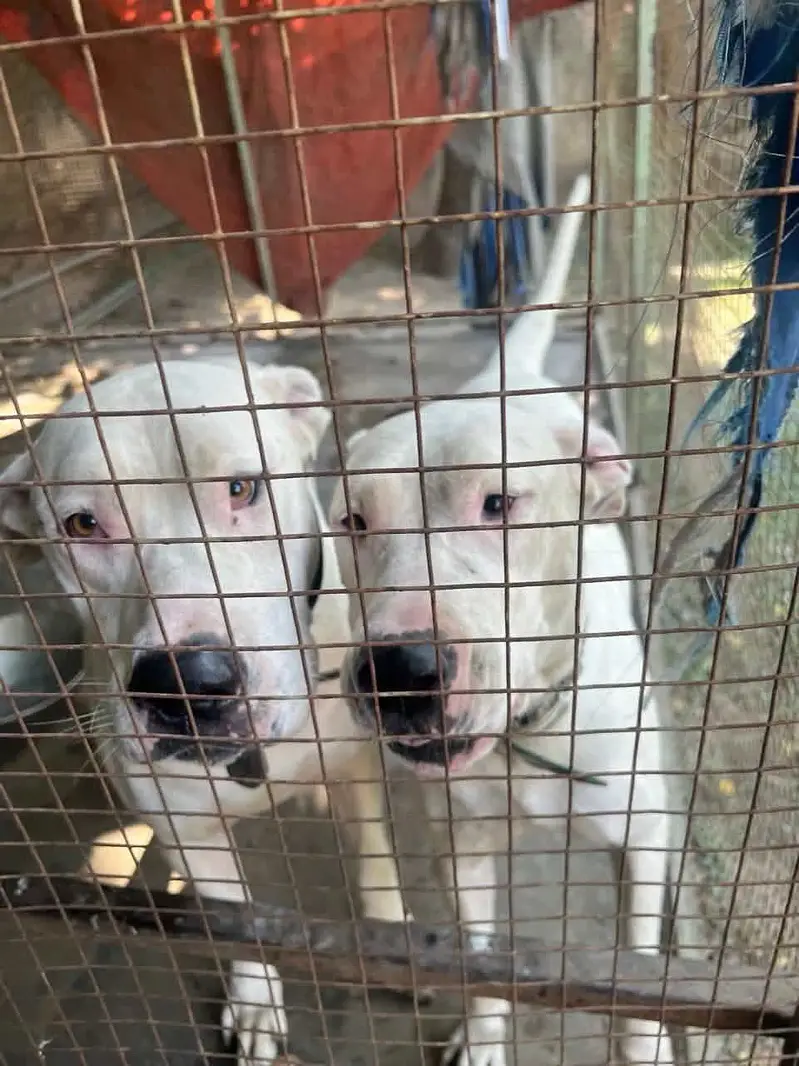 Bull terrier dog pair male and female pair in 170000