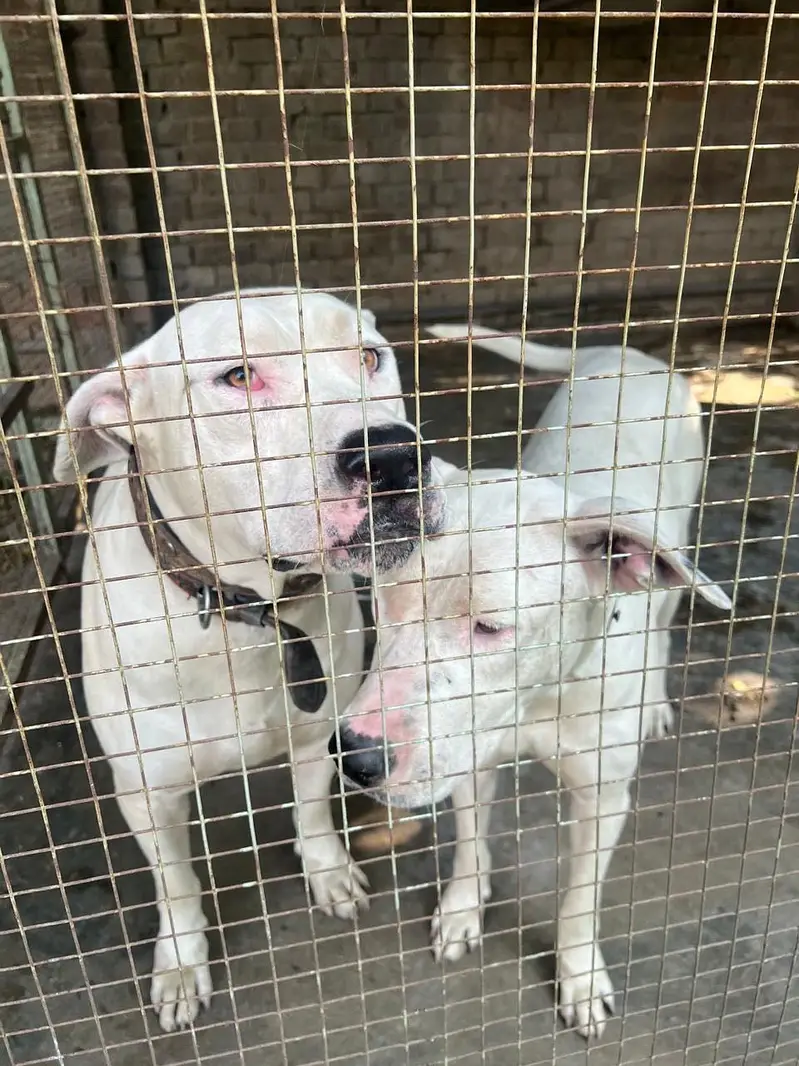 Bull terrier dog pair male and female pair in 170000 — photo 2