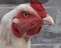 aseel kruka hens for sale