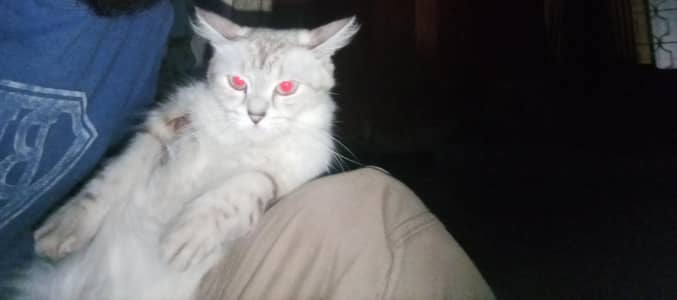 Cat For Sale 2.5 Year