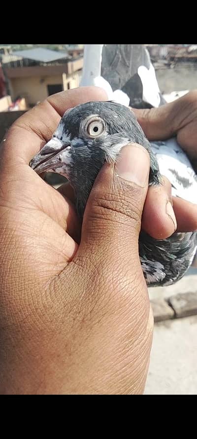 Ak teady male ha or ak junsira sa ha dono bht achay ha