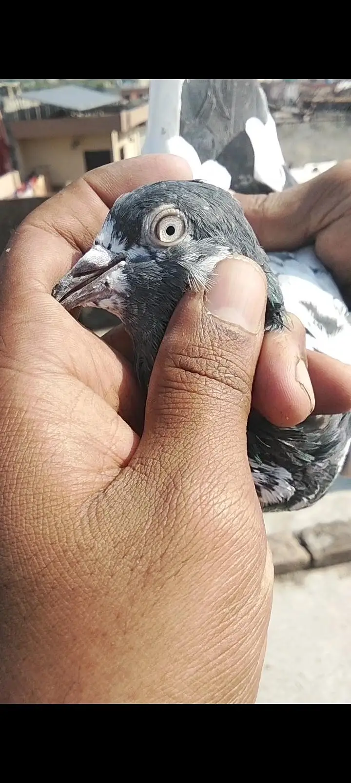 Ak teady male ha or ak junsira sa ha dono bht achay ha