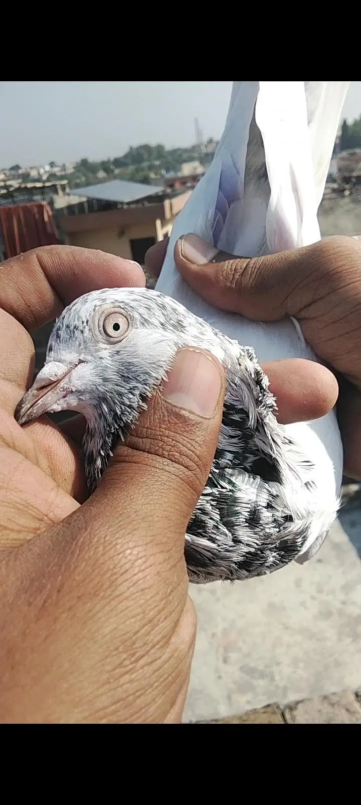 Ak teady male ha or ak junsira sa ha dono bht achay ha — photo 3