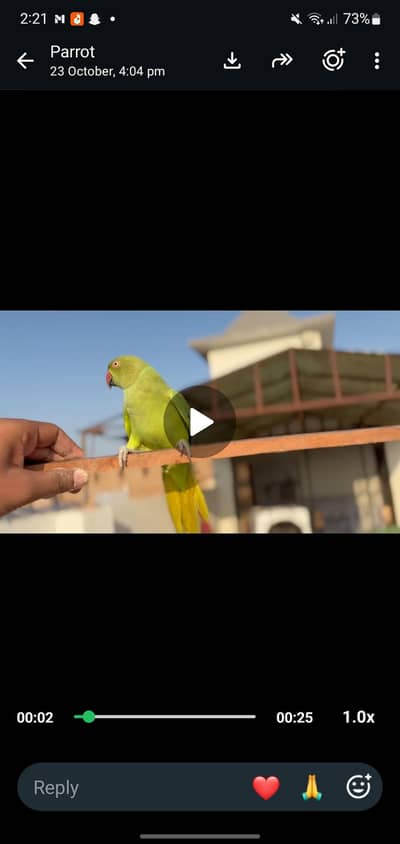 parrot