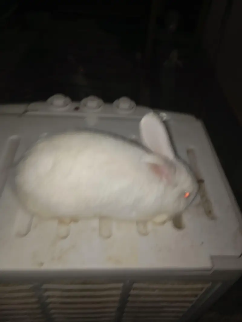New Zealand Male Rabbit for Sale – 5 Months — photo 2