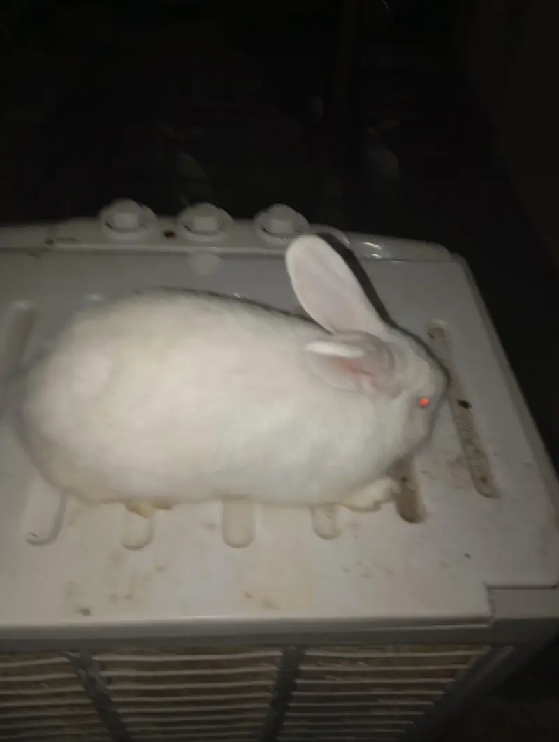 New Zealand Male Rabbit for Sale – 5 Months — photo 3