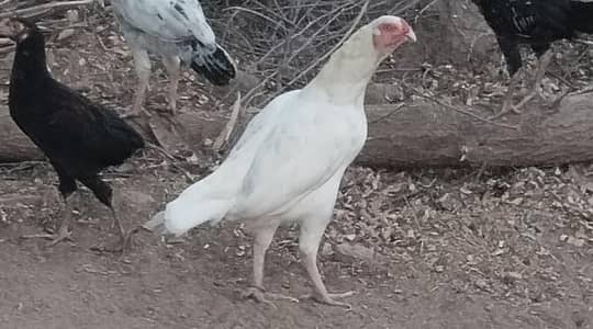HEERA ASEEL FEMALE