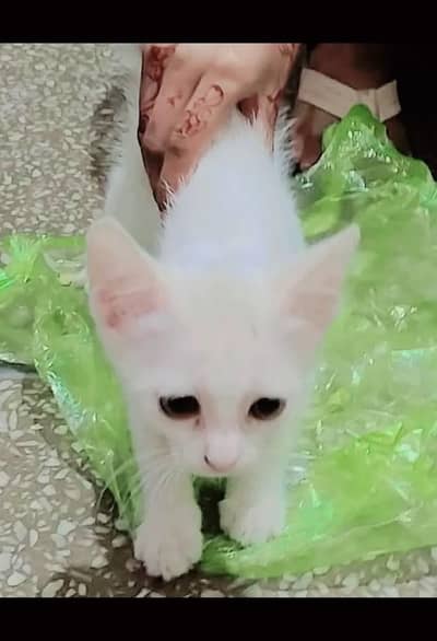 cat sale