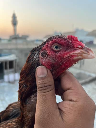 Mianwali Aseel Female Hen