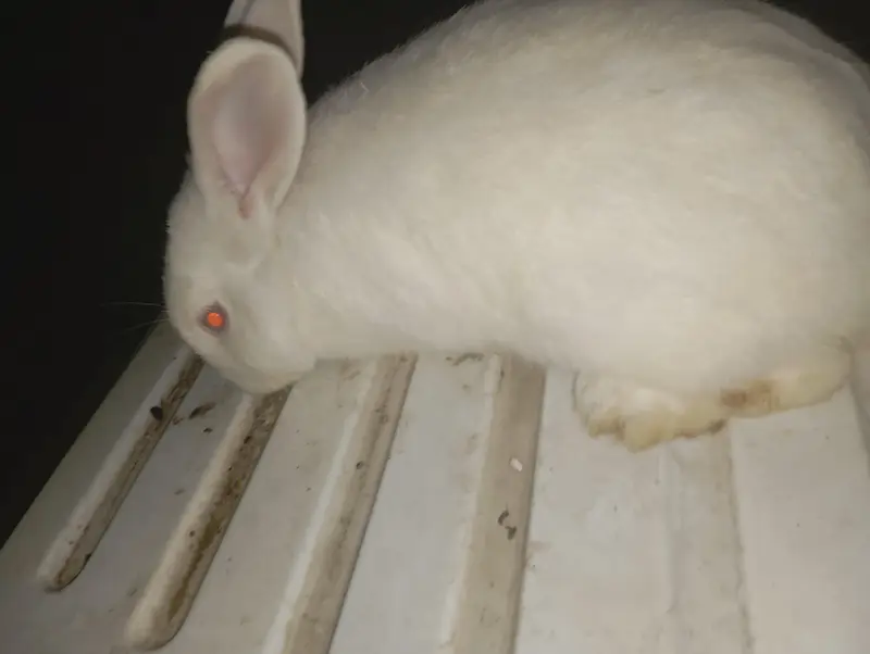 New Zealand Male Rabbit for Sale – 5 Months — photo 4