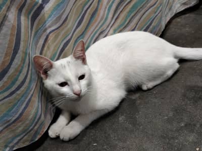 Persian breed cat for sale