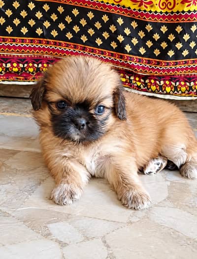 shih tzu puppy female available for sale