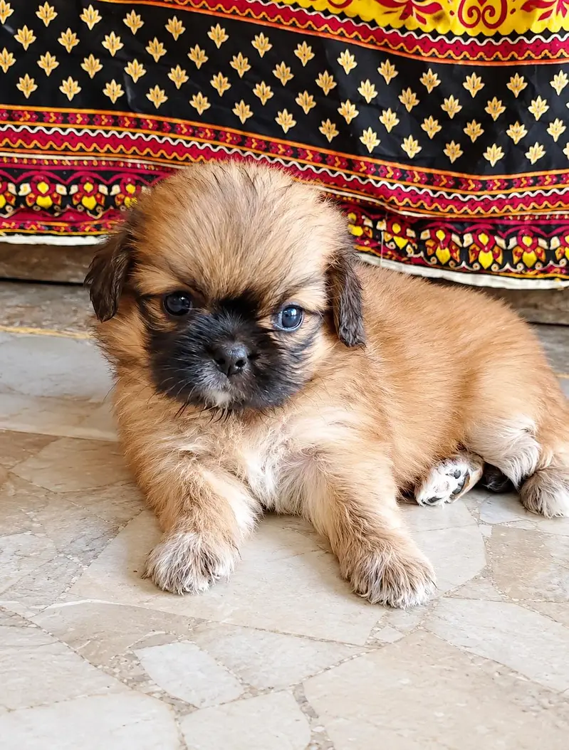shih tzu puppy female available for sale